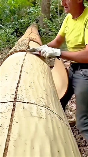Peeling Bark From A Very Long Tree Log Manually Using A Specialized Wood Debarking Tool
