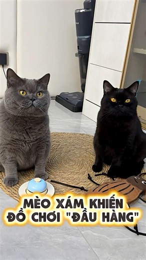 Grey Cat Makes the Toy Give Up 🐱🧸😂