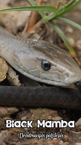 54K views · 604 reactions |  Black Mamba Hunting for Food  #venom #blackmamba #snake #herpetology #reptiles #wildlife | Robert Wedderburn Productions | Facebook