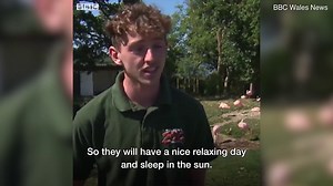 Welsh Mountain Zoo animals keep cool with ice lollies in the heat