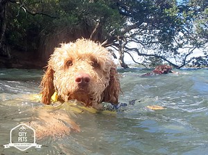 Swimming Adventures For Auckland Dogs Book: www.citypets.co.nz NB Swimming Adventures Are Subject To Tides & Weather Conditions 🐾 | CityPets Canine Adventures