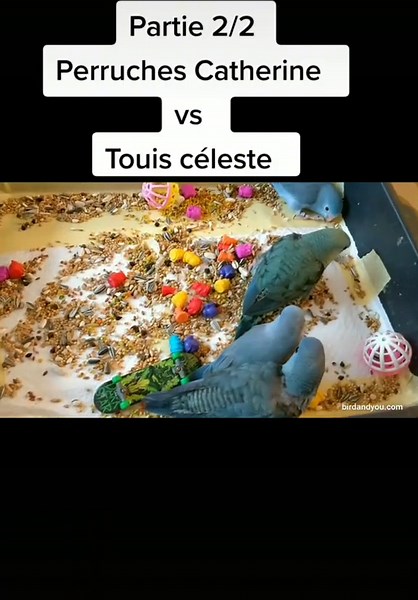 Évolution des Perruches Catherine et Touis Céleste