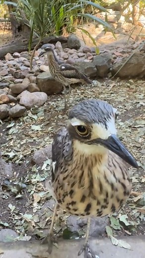 🌿 Today is World Curlew Day! 🌿 Join keeper Ashley as he shares some fascinating facts about the beautiful and mysterious Bush Stone-curlew, a nocturnal native known for its eerie call and incredible camouflage. Listen and discover why this unique ground-dwelling bird is such a special part of Australia’s wildlife. #worldcurlewday #bushstonecurlew #wildlifeconservation #lonepinekoalasanctuary #visitbrisbane #brisbaneanyday #brisbanecity #discoverbrisbane #thisisbrisbane #worldcurlewday | Lone P