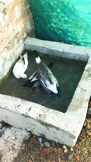 Indian runner duck farming in Indian village #duckfarm #cuteanimal #ducklife #pekinduck #ducklings