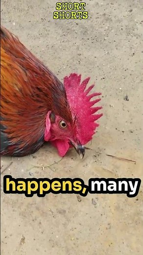 Never draw a straight line in front of a chicken! #chicken #facts #facts #fun #funny #didyouknow