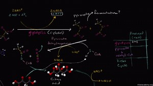 Overview of cellular respiration