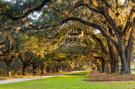 Weddings - Boone Hall Plantation & Gardens