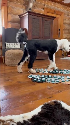 Buns did not like the cabin at first 🤣