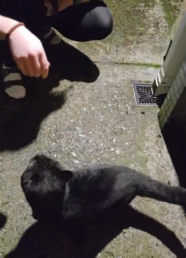 5.1K views · 47 reactions | Found very friendly neutered male Moneens Bandon (crossmahon area)0862112850 | Munster lost and found pet helpline | Facebook