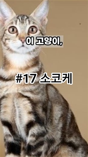 #17 소코케 고양이 특징 총정리｜세계에서 가장 희귀한 케냐 고양이, 나무결 무늬 털의 비밀