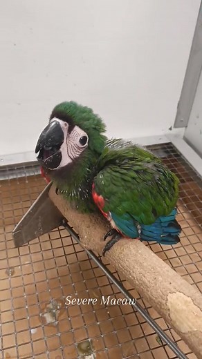 Severe Macaw 🦜 | Mc Kelly Ang