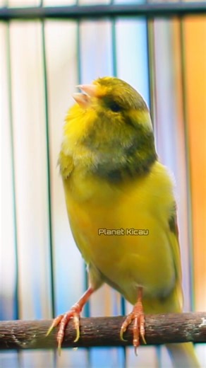 QUANDO ESTE CANÁRIO COMEÇOU A CANTAR, TODO MUNDO FICOU EM CHOQUE!