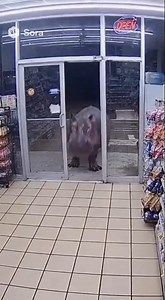 A Hippo Running Wild Inside a Supermarket!