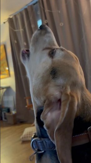 🐶🔊 Warning: Excessive Cuteness & Howling Ahead! #beagle #shorts