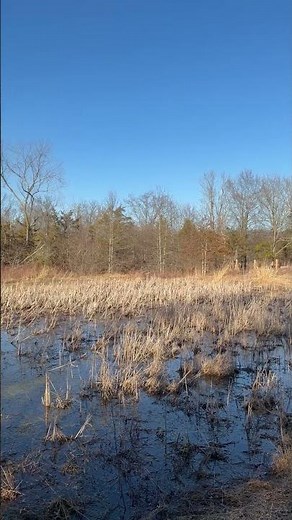 📢 Sound On - Spring Peepers (Pseudacris crucifer) #TheWatershedInstitute