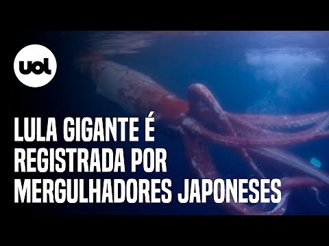 Lula gigante é registrada em vídeo por mergulhadores no Japão; encontro é raro