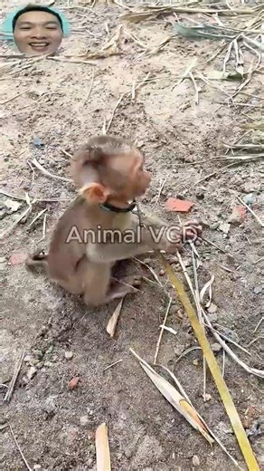 Monkey gets SCARED and runs when the millipede crawlings close! 😂🐵 #shortvideo #millipede #monkey