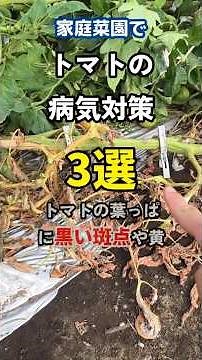 知らないと全滅⁉ トマトの病気対策3選【初心者必見】 #Shorts