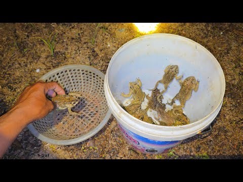 Wow Exploring Catching The Biggest Toads, Small Toads, And Frogs