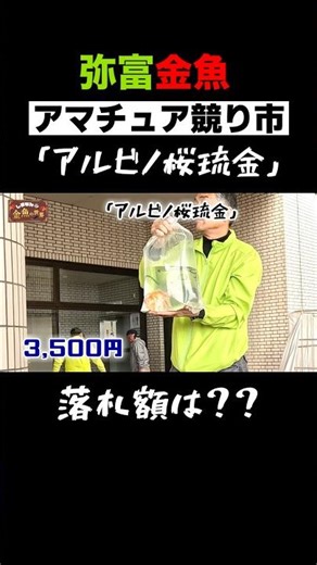 [Albino Sakura Ryukin] Yatomi "Amateur Auction" - A serious auction with public participation! Th...