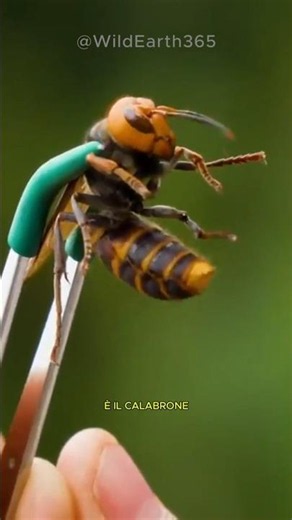 Asian Giant Hornet - The Murder Hornet