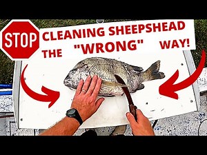 **BEST** WAY TO CLEAN **SHEEPSHEAD** + GIGGING VIDEO!