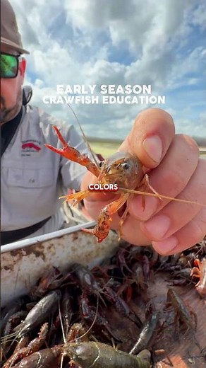 What are crawfish like in March?