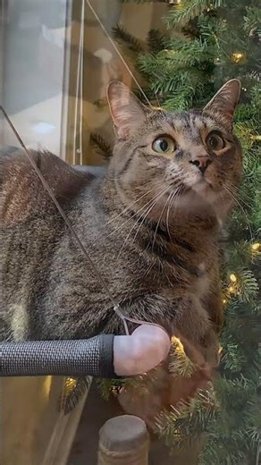 Meet Hammie! 🐈 An 8 y/o Tabby Cat in Georgia who is looking for his new home! Adopt today! 🐾