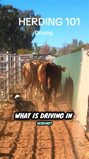 Driving in herding is a foundational skill where a stock dog moves livestock away from the handler while maintaining balance, rate, and direction. This skill is essential in herding trials, farm and ranch work, and advanced herding dog training because it demonstrates a dog’s ability to work independently while staying connected to the handler. Strong driving shows true teamwork, control, and stock sense. #psrstockdogtraining #herdingdog #austrailianshepherd #workingdog #cattle