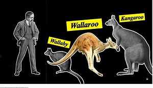 Wildlife: The Kangaroos And Wallabies Of Maria Island, Tasmania (Video)