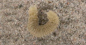 Worm Polychaeta Flabelligera sp., family Flabelligeridae. Known as bristle-cage worms. They form a protective cocoon of mucus and dirt around the body. White Sea