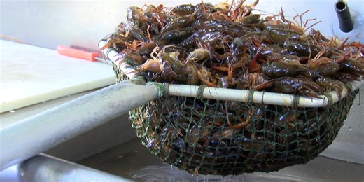 Crawfish prices slowly begin to drop