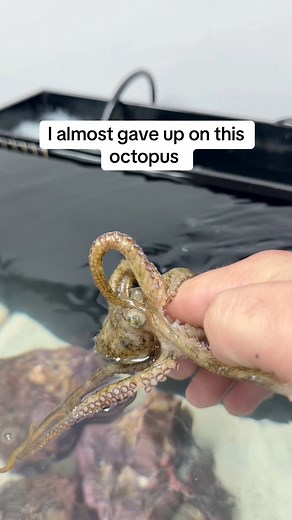 I really didn’t know what else to do for her. Octopuses are sensitive but can also be very resilient. Now that she’s doing well what is your final name suggestions? #Petoctopus #octopus #thereefdoc #aquarium | The Reef Doc