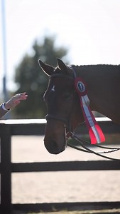 Hunter Derby Friday highlights ✨ Congratulations to our winners: 🏆 Matt Martin & O-Chadischa 🏆 Augusta Iwasaki & Small Love 🏆 Daniel Geitner & Walk The Moon 🎥 @incantosports | World Equestrian Center - Ocala