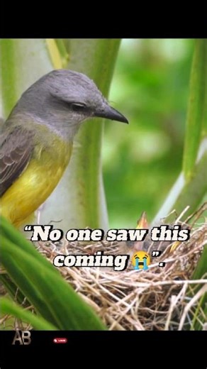 The Bird That Loves Living With Humans 🏠🐦