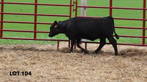 Muddy Flats Lot 104