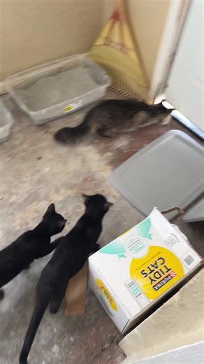 Adorable Kittens in Action