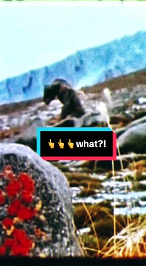 real or hoax? seriously disturbing recently unclassified footage of alien humanoid creature near Alaskan military base film dated 1977 #alien #cryptid #alaska #humanoid #extraterrestrial