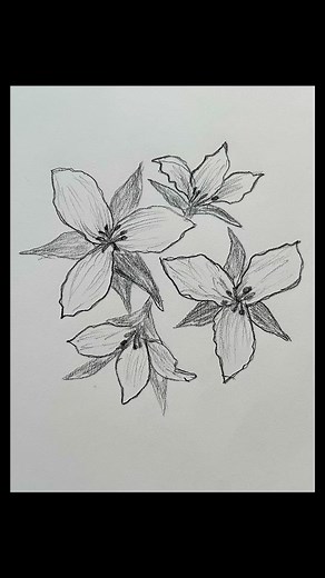 “How to draw trillium flowers” 🌸✏️ #TrilliumFlower #FlowerDrawing #DrawingTutorial #ArtReels #SketchingFlowers #BotanicalArt #HowToDrawFlowers #EasyFlowerDrawing #FlowerSketch #LearnToDraw #ArtForBeginners #PencilSketch #DrawingReels #NatureSketch | Jincy Jose