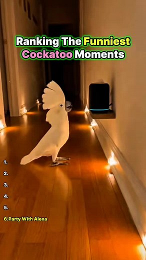 Hilarious Cockatoo Moments That Will Make You Laugh
