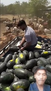 Feed watermelon to mother cow #pawansahu #trending #shortsfeed #shorts #gomata #watermelon