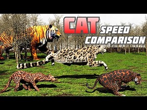Big Cat SPEED COMPARISON wildlife 3D | Tiger , Lion, Cheetah