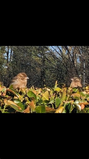 Kerry Brooks on Instagram: "Look up ... You can tell male and female House Sparrows apart by the male's bold colors (gray crown, white cheeks, black bib, chestnut nape) versus the female's plain, buffy-brown look with subtle stripes and a pale eye stripe, as males have distinct markings while females are duller and more camouflaged. The male's black throat bib grows larger in breeding season, and his bill turns black, while the female's appearance stays consistent year-round. Song sparrows look 