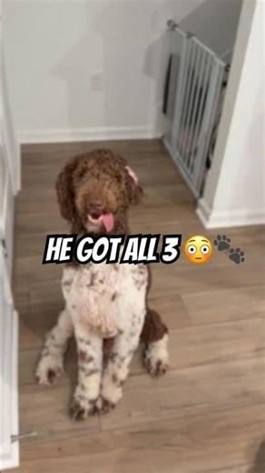 One dog got ALL the treats… the other got NONE 😳