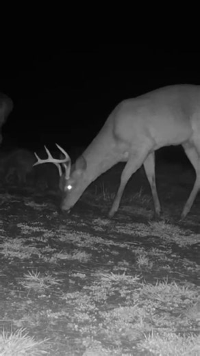 Do You Still Have Bucks With Antlers? Comment Your State 👇