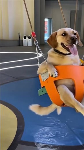 Dog Swinging on a Park Swing