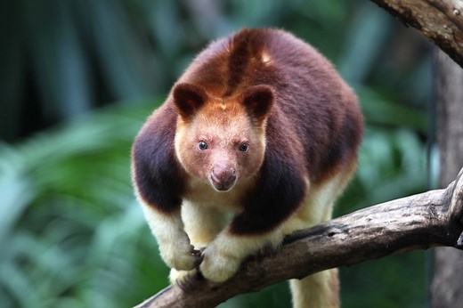 Goodfellow's Tree Kangaroo