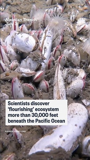 Scientists discover 'flourishing' ecosystem more than 30,000 feet beneath the Pacific Ocean