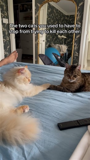 Krista & Cats | BamBam & Bonnie | To be fair we did spend months following the online advice of @thecatdaddy on how to socialize adult cats. We did site-swapping, supervised... | Instagram