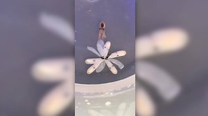 This video of a baby octopus being born is nothing short of awe-inspiring. WATCH: http://via.fox13now.com/takgR | FOX 13 News